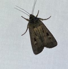 Agrotis infusa at Jerrabomberra, NSW - 6 Dec 2022