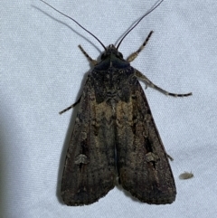 Agrotis infusa at Jerrabomberra, NSW - 6 Dec 2022