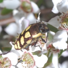 Castiarina decemmaculata (Ten-spot Jewel Beetle) at Block 402 - 5 Dec 2022 by Harrisi