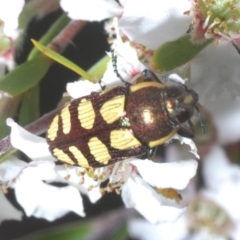 Castiarina decemmaculata at Stromlo, ACT - 5 Dec 2022