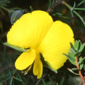 Gompholobium huegelii at Stromlo, ACT - 5 Dec 2022