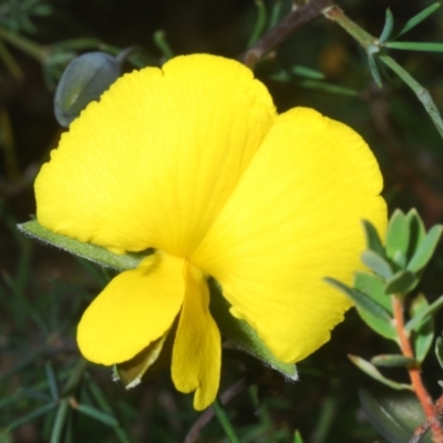 Gompholobium huegelii (Pale Wedge Pea) at Block 402 - 5 Dec 2022 by Harrisi