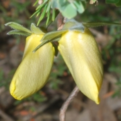 Gompholobium huegelii at Stromlo, ACT - 5 Dec 2022