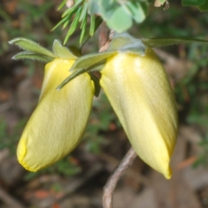 Gompholobium huegelii at Stromlo, ACT - 5 Dec 2022