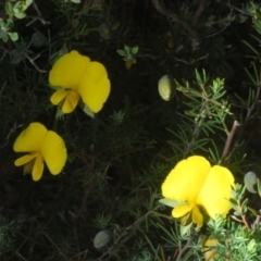 Gompholobium huegelii at Stromlo, ACT - 5 Dec 2022