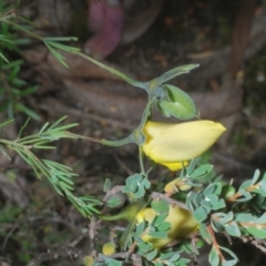 Gompholobium huegelii at Stromlo, ACT - 5 Dec 2022