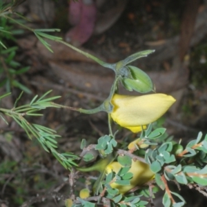 Gompholobium huegelii at Stromlo, ACT - 5 Dec 2022