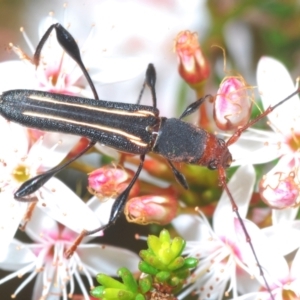 Amphirhoe sloanei at Paddys River, ACT - 3 Dec 2022