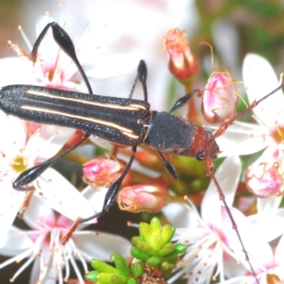 Amphirhoe sloanei (Longicorn or Longhorn beetle) at Paddys River, ACT - 3 Dec 2022 by Harrisi