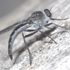 Neocerdistus acutangulatus (A robber fly) at Stromlo, ACT - 5 Dec 2022 by Harrisi