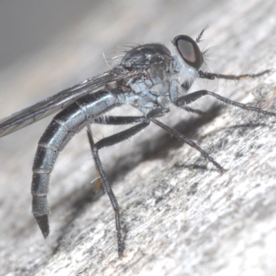 Neocerdistus acutangulatus (A robber fly) at Block 402 - 5 Dec 2022 by Harrisi