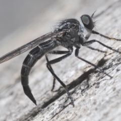 Neocerdistus acutangulatus at Stromlo, ACT - 5 Dec 2022