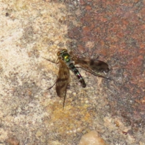 Dolichopodidae (family) at Kambah, ACT - 6 Dec 2022