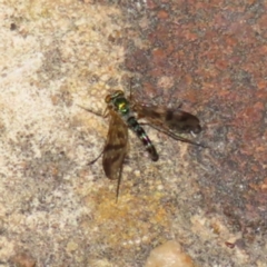 Austrosciapus connexus (Green long-legged fly) at Kambah, ACT - 6 Dec 2022 by MatthewFrawley