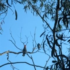 Callocephalon fimbriatum (Gang-gang Cockatoo) at Phillip, ACT - 6 Dec 2022 by stofbrew