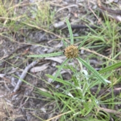 Euchiton sphaericus (Star Cudweed) at Higgins Woodland - 3 Dec 2022 by MattM