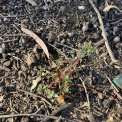 Epilobium billardiereanum subsp. cinereum (Variable Willow-herb) at Higgins Woodland - 6 Dec 2022 by MattM