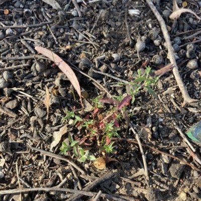 Epilobium billardiereanum subsp. cinereum (Variable Willow-herb) at Higgins, ACT - 6 Dec 2022 by MattM