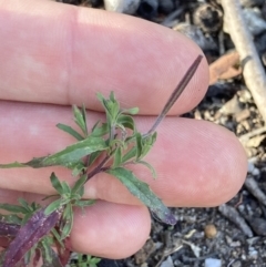 Epilobium billardiereanum subsp. cinereum at Higgins, ACT - 6 Dec 2022 05:52 PM