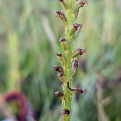 Microtis sp. (Onion Orchid) at Nicholls, ACT - 7 Dec 2022 by RobynHall