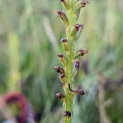 Microtis sp. (Onion Orchid) at Nicholls, ACT - 6 Dec 2022 by RobynHall
