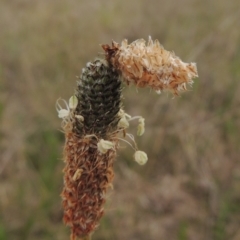 Heliocosma (genus - immature) (A tortrix or leafroller moth) at Tarengo Reserve (Boorowa) - 23 Oct 2022 by michaelb