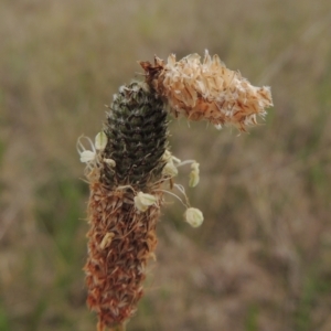 Heliocosma (genus - immature) at Tarengo Reserve (Boorowa) - 23 Oct 2022