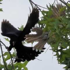 Eudynamys orientalis (Pacific Koel) at Wodonga, VIC - 6 Dec 2022 by KylieWaldon