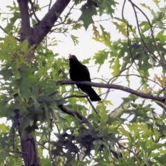 Eudynamys orientalis at Wodonga, VIC - 7 Dec 2022 08:43 AM