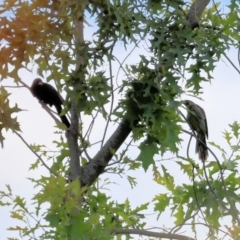 Eudynamys orientalis at Wodonga, VIC - 7 Dec 2022 08:43 AM