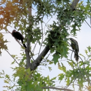 Eudynamys orientalis at Wodonga, VIC - 7 Dec 2022 08:43 AM