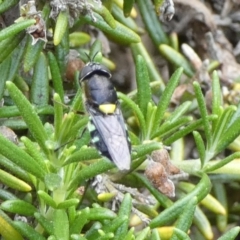 Odontomyia hunteri (Soldier fly) at Queanbeyan, NSW - 6 Dec 2022 by Paul4K