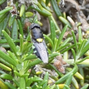 Odontomyia hunteri at Queanbeyan, NSW - suppressed