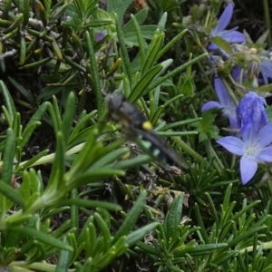 Odontomyia hunteri at Queanbeyan, NSW - suppressed