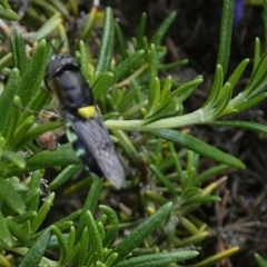 Odontomyia hunteri at Queanbeyan, NSW - suppressed