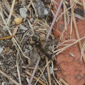 Bibionidae (family) at Queanbeyan, NSW - 6 Dec 2022