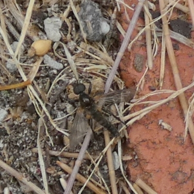 Bibionidae (family) (Bibionid fly) at Queanbeyan, NSW - 6 Dec 2022 by Paul4K