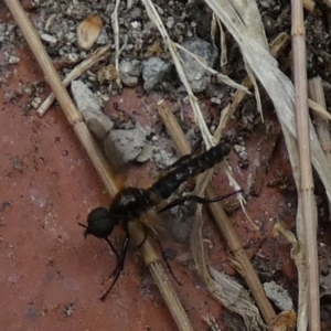 Bibionidae (family) at Queanbeyan, NSW - 6 Dec 2022