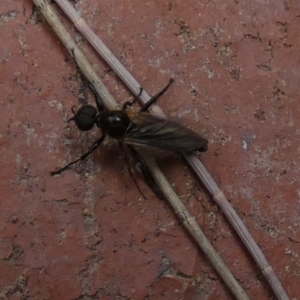 Bibionidae (family) at Queanbeyan, NSW - 6 Dec 2022