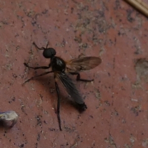 Bibionidae (family) at Queanbeyan, NSW - 6 Dec 2022