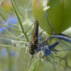 Chiromyza sp. (genus) (A soldier fly) at Queanbeyan, NSW - 5 Dec 2022 by Paul4K
