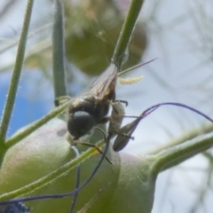 Chiromyza sp. (genus) at suppressed - suppressed