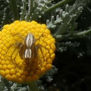 Oxyopes sp. (genus) at Queanbeyan, NSW - suppressed