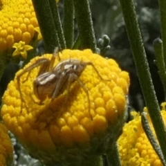 Oxyopes sp. (genus) at Queanbeyan, NSW - suppressed