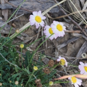 Brachyscome dentata at Stromlo, ACT - 4 Dec 2022