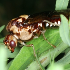 Pergagrapta polita at Stromlo, ACT - 6 Dec 2022