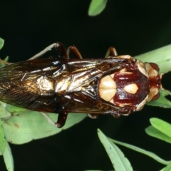 Pergagrapta polita at Stromlo, ACT - 6 Dec 2022 11:19 AM