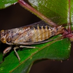 Yoyetta celis (Silver Princess Cicada) at Florey, ACT - 7 Dec 2022 by Kurt