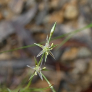 Juncus bufonius at Mongarlowe, NSW - 6 Dec 2022