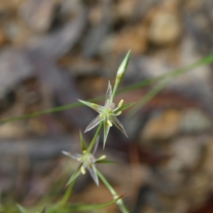Juncus bufonius at suppressed - 6 Dec 2022